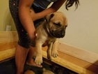 Puppy 2 Boerboel