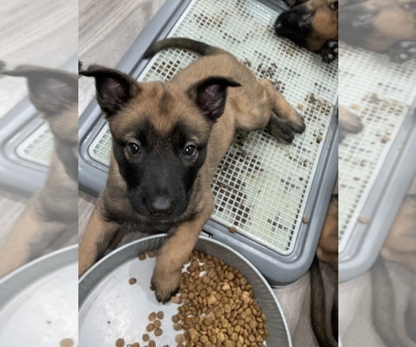Medium Photo #41 Belgian Malinois Puppy For Sale in REESEVILLE, WI, USA