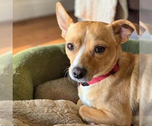 Rat-Cha Dogs for adoption in San Diego, CA, USA