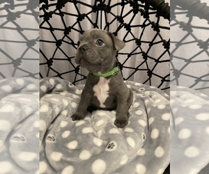 French Bulldog Puppy for sale in KENT, WA, USA