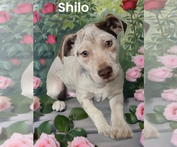 Medium Photo #3 Chihuahua-Unknown Mix Puppy For Sale in Phelan, CA, USA