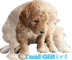 Goldendoodle Puppy for sale in LANSING, IL, USA