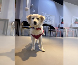 Unknown-pomeranian spitz Mix Dogs for adoption in Agoura Hills, CA, USA