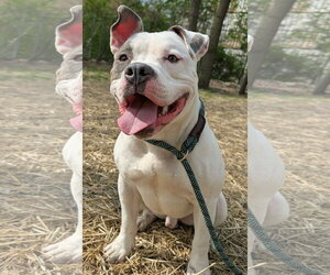Mutt Dogs for adoption in Crete, IL, USA