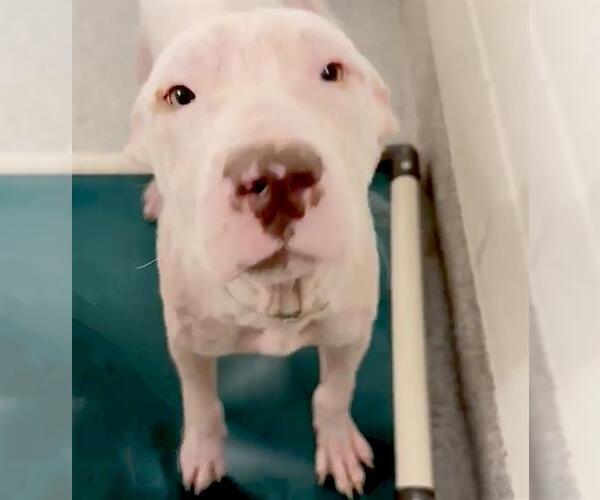 Medium Photo #3 American Pit Bull Terrier-Unknown Mix Puppy For Sale in Houston, TX, USA