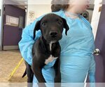 Small Photo #1 American Staffordshire Terrier-Unknown Mix Puppy For Sale in Raleigh, NC, USA