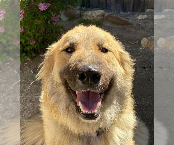 Medium Photo #1 Great Pyrenees-Unknown Mix Puppy For Sale in San Diego, CA, USA