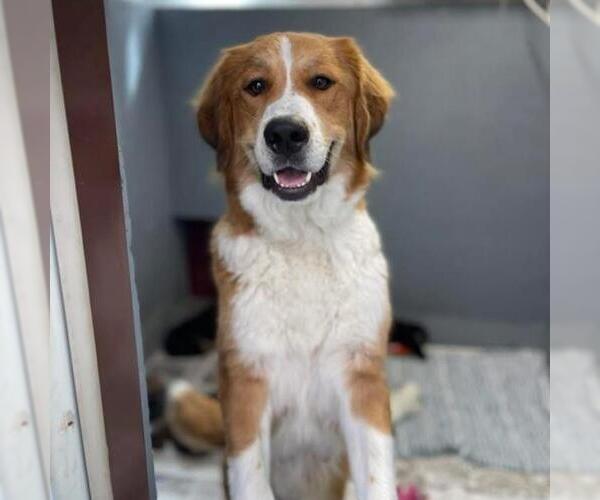 Medium Photo #3 Australian Shepherd-Great Pyrenees Mix Puppy For Sale in San Diego, CA, USA