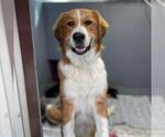 Small #2 Australian Shepherd-Great Pyrenees Mix