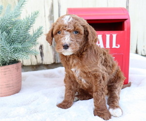 Goldendoodle (Miniature) Puppy for sale in HONEY BROOK, PA, USA