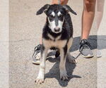 Small #1 German Shepherd Dog-Huskies  Mix