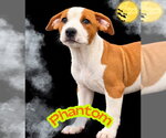 Small Photo #3 Mutt Puppy For Sale in Claremore, OK, USA