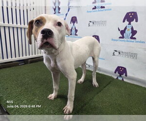 Mutt Dogs for adoption in Orlando, FL, USA