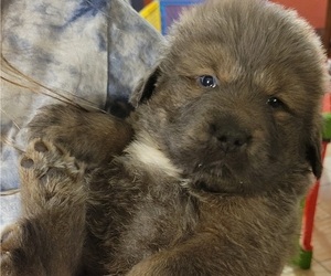 Tibetan Mastiff Puppy for Sale in PRINCETON, Minnesota USA