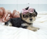 Small Photo #4 Morkie Puppy For Sale in HONEY BROOK, PA, USA