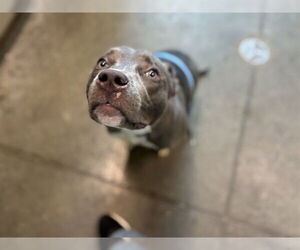 Medium Weimaraner Mix