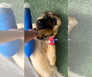 Lucca (FKA Gracie Lou) - PA - Female Mutt Dog for Adoption - Photo #5