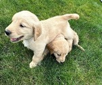 Small Photo #11 Golden Retriever Puppy For Sale in NOBLESVILLE, IN, USA