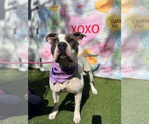 American Bulldog Dogs for adoption in Pompano Beach , FL, USA