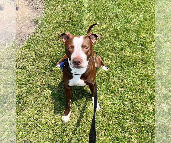 Medium Photo #9 American Pit Bull Terrier-Unknown Mix Puppy For Sale in Germantown, OH, USA