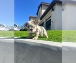 Small #4 French Bulldog