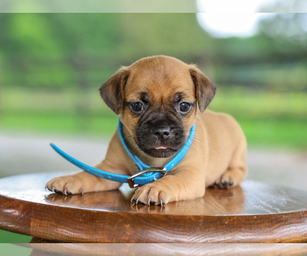 Medium Photo #2 Jug Puppy For Sale in LIBERTY, KY, USA