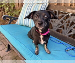 Chiweenie Dogs for adoption in Santa Clara, CA, USA