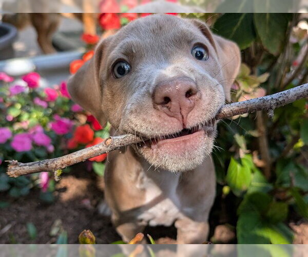Medium Photo #1 Mutt Puppy For Sale in Redwood City, CA, USA