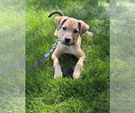 Small #1 Golden Retriever Mix