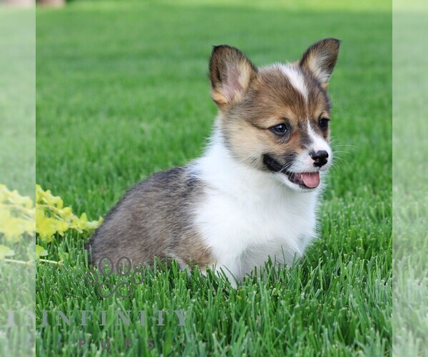 Medium Photo #4 Pembroke Welsh Corgi Puppy For Sale in PALMYRA, PA, USA