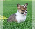 Small #3 Pembroke Welsh Corgi