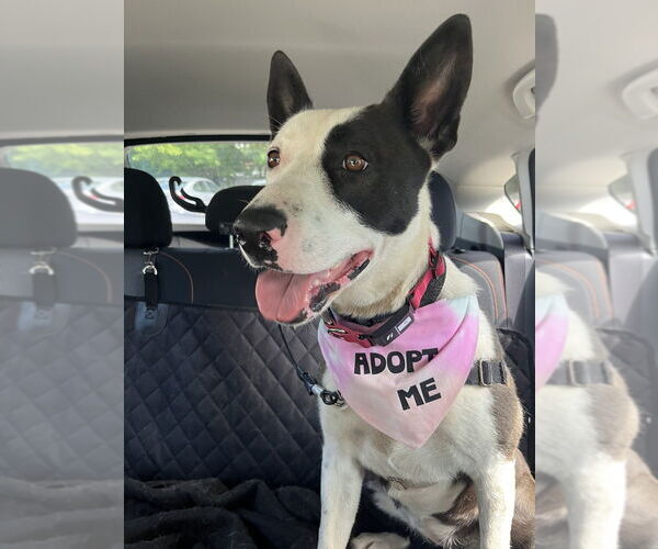 Medium Photo #2 Mutt Puppy For Sale in Elmsford, NY, USA