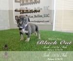 Puppy Black Out American Bully