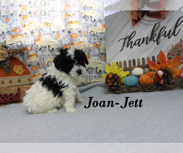 Medium Photo #14 Poodle (Toy) Puppy For Sale in CHANUTE, KS, USA