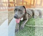 Small #1 American Pit Bull Terrier Mix