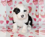 Small Photo #3 Sheepadoodle Puppy For Sale in ASPERMONT, TX, USA