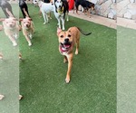 Small #2 American Pit Bull Terrier Mix