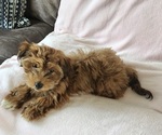 Small #7 Havanese