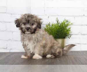 Zuchon Puppy for sale in RED LION, PA, USA