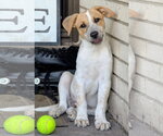 Small #5 Mutt