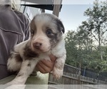 Small #1 Australian Shepherd
