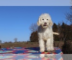 Small Photo #21 Goldendoodle Puppy For Sale in UNION CITY, TN, USA