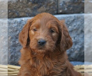 Goldendoodle-Poodle (Standard) Mix Puppy for sale in EAST EARL, PA, USA