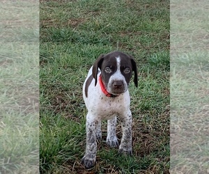 German Shorthaired Pointer Puppy for sale in BEAVERDAM, VA, USA
