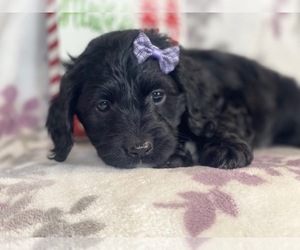 Cocker Spaniel-Poodle (Miniature) Mix Puppy for sale in LAKELAND, FL, USA