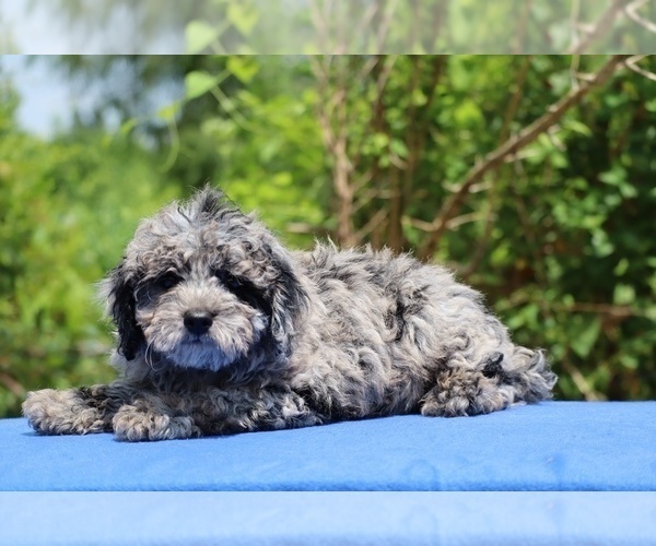 Medium Photo #24 Poodle (Toy) Puppy For Sale in DYERSBURG, TN, USA