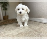Small #2 Maltese