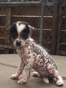 Medium Photo #1 Xoloitzcuintli (Mexican Hairless) Puppy For Sale in PASADENA, CA, USA
