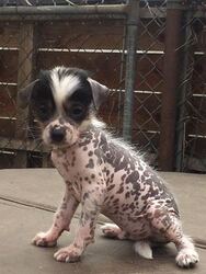 Xoloitzcuintli (Mexican Hairless) Puppy for sale in PASADENA, CA, USA