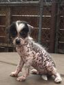 Small Photo #1 Xoloitzcuintli (Mexican Hairless) Puppy For Sale in PASADENA, CA, USA
